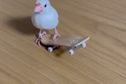 【動画】鳥さん、スケボーで遊べる