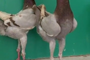 【画像】鳩、足を延ばすとクッソキモイ生物だったｗｗｗｗｗｗｗｗ