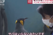 【悲報】水族館のペンギンさん、サバごときは食いたくないと断固拒否