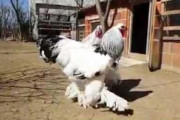 【GIF】鳥「お前ネットで俺のこと馬鹿にしてたよな？」