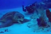 【動画】とんでもなくバカでかい亀さんが発見されるwwwvwwwvwwwvw