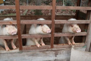 群馬県で豚６７０頭が盗まれる　ほとんど子豚