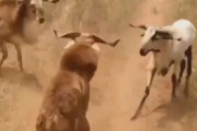 【動画】羊の喧嘩、ガチでやばい