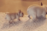 【GIF】ワイを笑顔にしてくれる犬ｗｗｗｗｗｗｗｗ