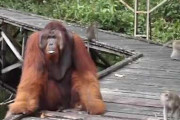 【動画】サルの赤ちゃん、オランウータンに握り潰される