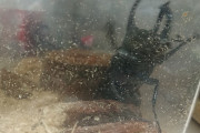 ワイの飼ってるカブトムシ、うるさい