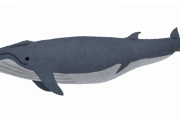 【緊急質問】クジラ肉☜コレ美味いの？？？？？？