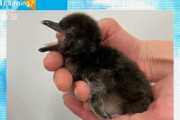 【動画】9年連続　すみだ水族館でペンギン赤ちゃん誕生(2021年5月24日)