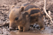 【画像】イノシシさん、可愛すぎるｗｗｗｗ