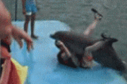 【画 像】まんさん、イルカとセックスしてしまうｗｗｗｗｗｗｗｗｗｗｗｗｗｗｗ