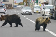 【悲報】クマさん?、煽り運転される