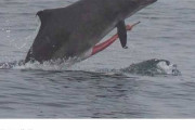 【画像あり】イルカのホモカップルお前らの思ってるより10倍やばい