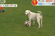 【動画あり】サッカー試合中に白い犬が乱入 華麗なドリブルを披露してしまうｗｗｗｗｗｗｗｗｗｗｗｗ