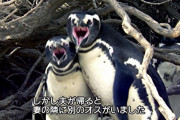 【悲報】ペンギン、妻を寝取られる
