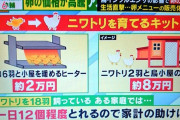 【悲報】アメリカ人さん、卵1パック2500円に耐えきれずニワトリを育て始めてしまうｗ