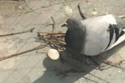 【画像】鳩の巣適当すぎワロタｗｗｗｗｗｗｗｗｗｗｗｗｗｗｗｗｗ