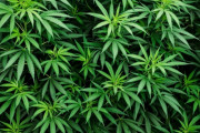 大麻解禁厨「大麻より害のある酒が合法で、大麻が違法なのは非論理的」　←これを論破する方法wxwxwxw