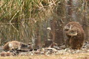【画像】生き残ったコアラさん、仲間の死骸の前で胸に顔をうずめて泣く　オーストラリア森林火災