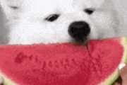 【画像54枚】イッヌさん、スイカを頬張り御満悦??