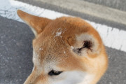 【画像】胴体が消えてしまった柴犬が話題にｗｗｗｗｗ