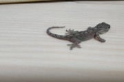【画像】ワイの家にトカゲちゃんが出没する