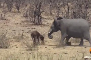 【動画】象さん、無害な動物を葬り去ってしまう