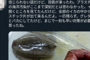 【悲報】海上汚染、ヤバすぎてイカの体内からプラスチックが大量に見つかる