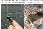 【画像】「家の前 クワガタ」でエゴサした結果ｗｗｗｗｗｗｗｗｗ