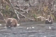 【悲報】クマが川で鮭狙ってるライブ、誰も見てない