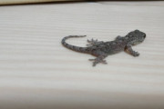 【画像】ワイの家にトカゲちゃんが出没する
