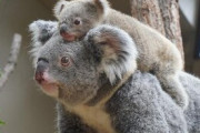 【画像】コアラの体重測定ｗｗｗ