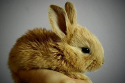 【画像】ウサギってなんでこんな可愛いんだ？