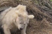 【動画】ヒグマの寝起き、ガチでヤバいｗｗｗｗｗｗｗｗｗｗｗｗｗｗｗｗｗｗ
