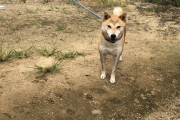 【動画】プレステ2のバグみたいな犬、発見される
