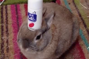 ウサギさん、頭の上に物を載せる