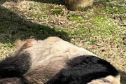 【朗報】アメリカで枯れた笹しか与えられず痩せ細ったパンダ、無事中国に帰国