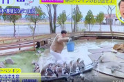 【GIF動画あり】スッキリのペンギン虐待放送が大炎上！オードリー春日が池に悪ふざけで何度も落下！加藤浩次もしつこく教唆！寿司ペロ同レベルの行為に那須どうぶつ王国が厳重抗議