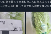 【爆笑】まんさん「旦那に『小さい白菜買ってきて』って言ったらこれ買ってきたｗｗｗｗｗｗｗ」→男は馬鹿すぎるとXで大爆笑の嵐