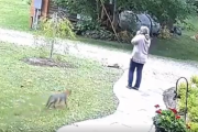 【動画】女さん、キツネ🦊に襲われる