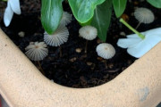 【画像あり】ワイのベランダ園芸、百均の土入れたらキノコわんさか生えてきた