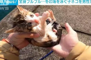 【朗報】例の子猫YouTuber、視聴者からたっぷり施しを受けご満悦