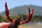【画像】ザリガニ🦐いっぱい釣ってきたから食う