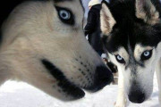 【画像】シベリアンハスキー、人間に飼いならされて完全に野性を失う……【gif】
