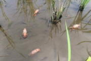 【画像】田んぼのザリガニ、暑すぎて死滅wyvwyvwyvwyvwyvwyvwyv