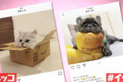 【画像】若者言葉に「イッヌ」「ネッコ」が登場してバズる。犬とか猫は古い。「イッヌ」が最高にエモい！ｗｗｗｗｗｗｗｗｗｗｗｗｗｗｗｗｗｗ(※画像あり)
