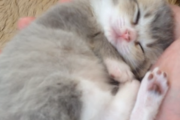 手のひらサイズの子猫ちゃん