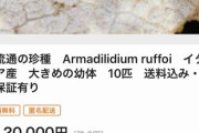 【朗報】めちゃくちゃ貴重なダンゴムシ、売られる