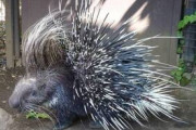 【画像】ヤマアラシの赤ちゃんめちゃくちゃキモい