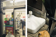 【画像】野良ネッコ、コンビニで雨宿りしてしまう…ｗｗ