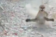 ピューマに襲われた男性が撮影した動画がクソ怖くてワロタｗｗｗｗｗｗ